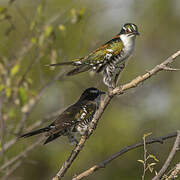 Diederik Cuckoo
