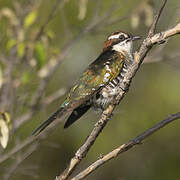 Diederik Cuckoo