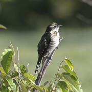 Diederik Cuckoo