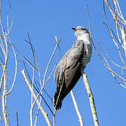 Common Cuckoo
