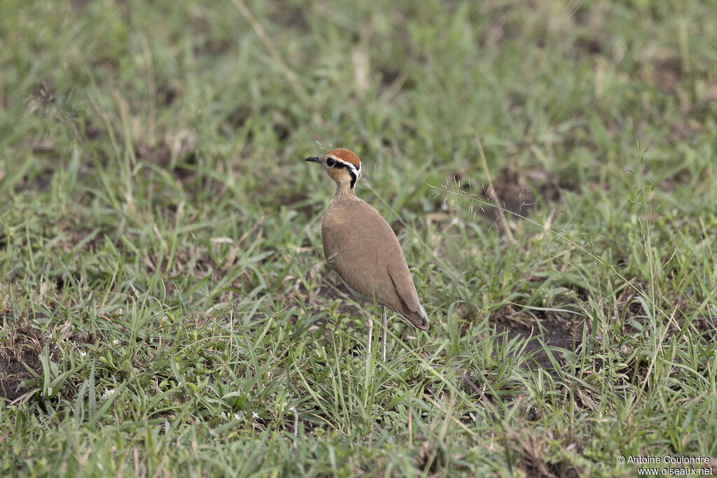 Temminck's Courseradult