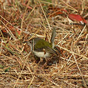 Common Tailorbird