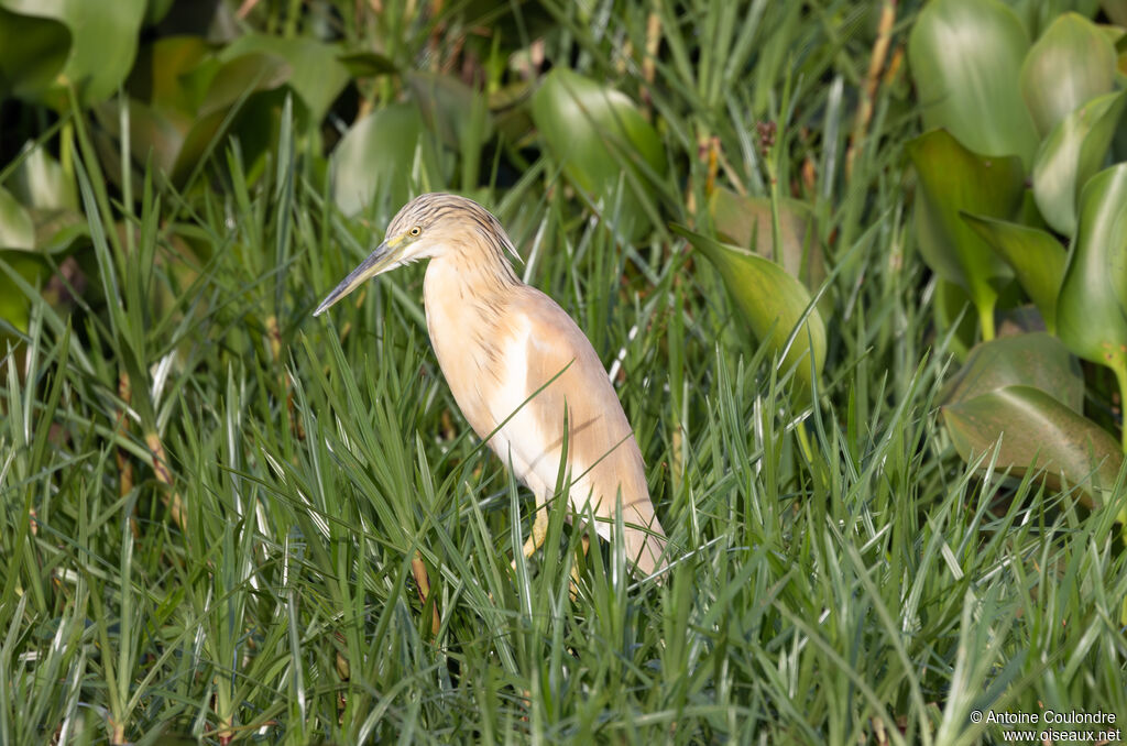 Squacco Heronadult