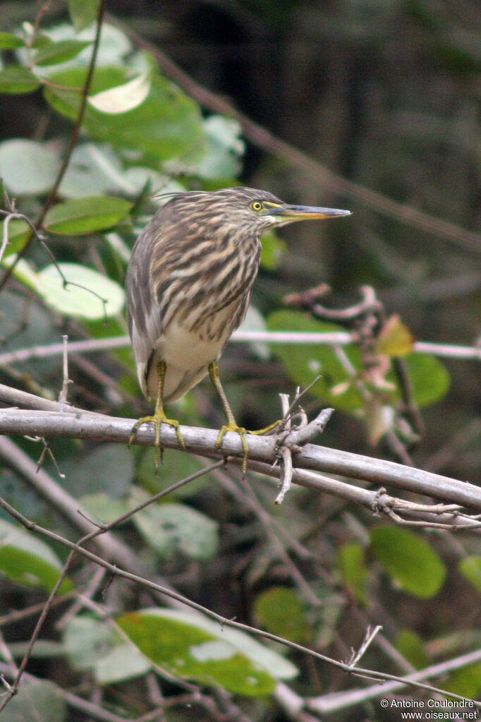 Indian Pond Heronjuvenile