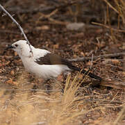 Southern Pied Babbler