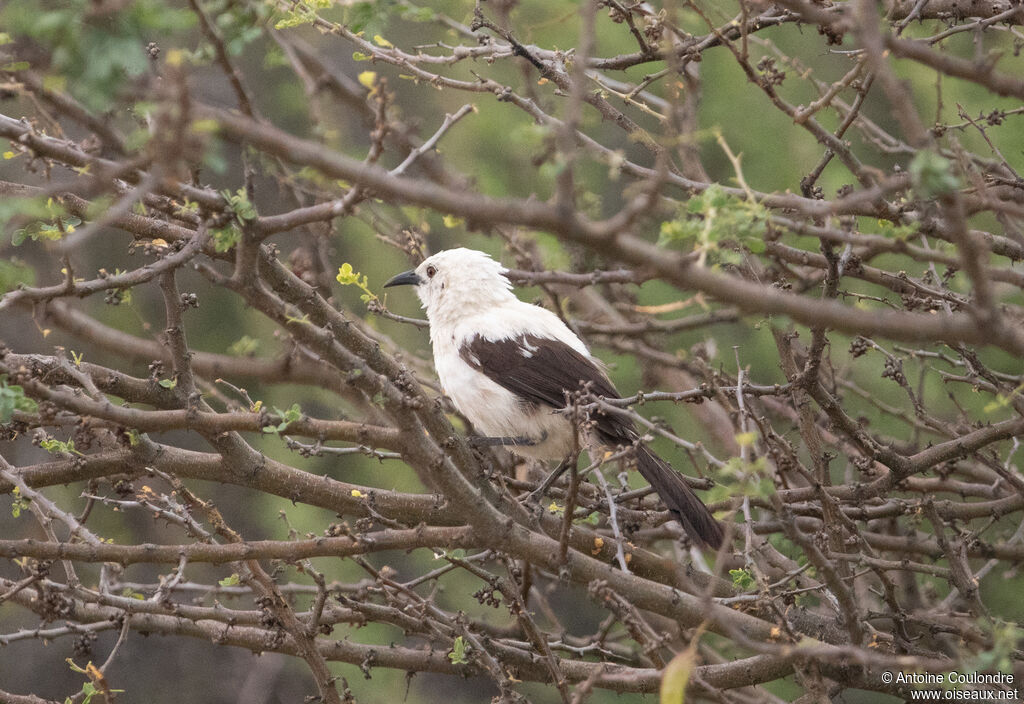 Southern Pied Babbleradult