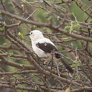 Southern Pied Babbler