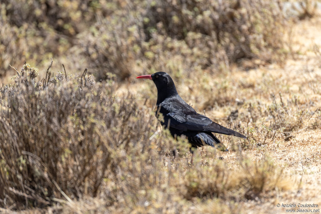 Red-billed Choughadult, courting display