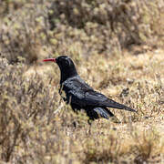 Red-billed Chough