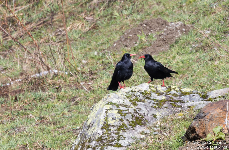 Red-billed Choughadult, courting display