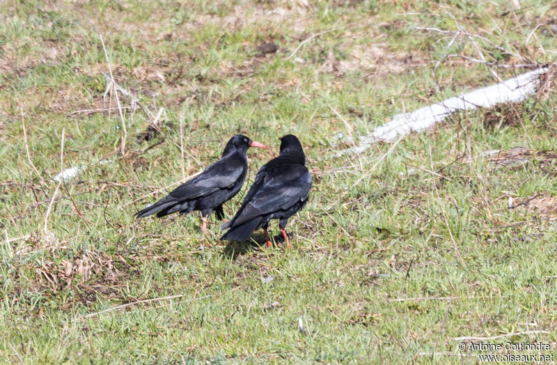 Red-billed Choughadult, courting display