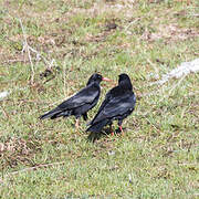 Red-billed Chough