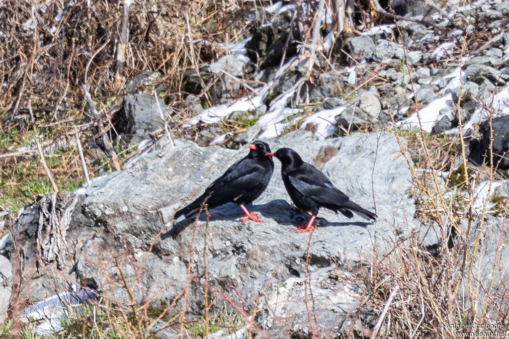 Red-billed Choughadult, courting display