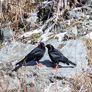 Red-billed Chough