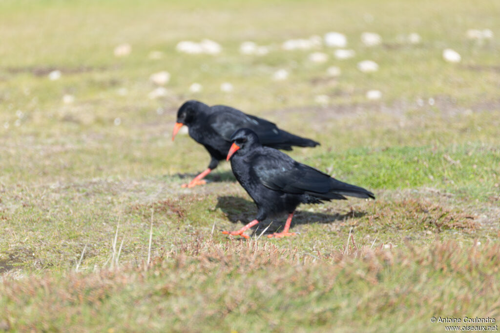 Red-billed Choughadult