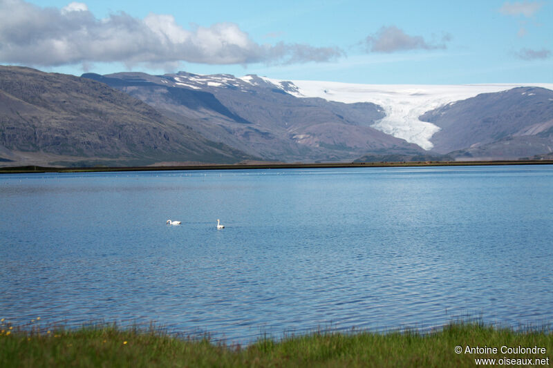 Cygne chanteur, habitat