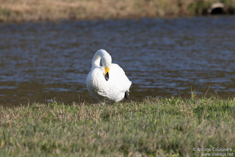 Cygne chanteuradulte