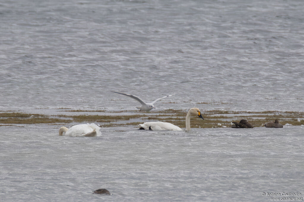Tundra Swanadult post breeding