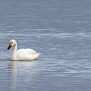 Tundra Swan