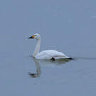 Cygne de Bewick