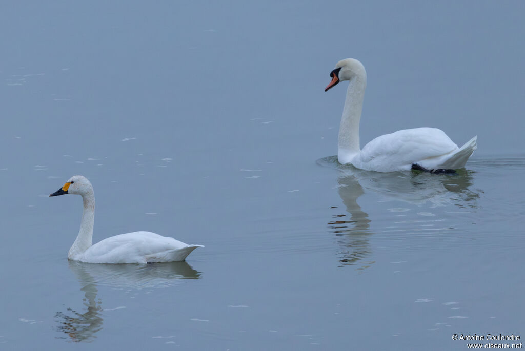 Tundra Swanadult, swimming