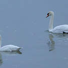 Cygne de Bewick