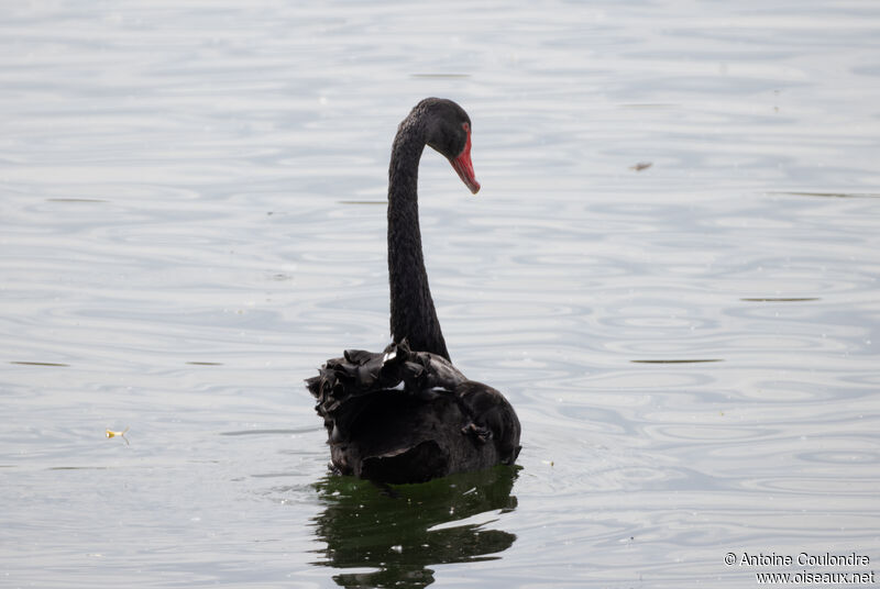 Cygne noiradulte