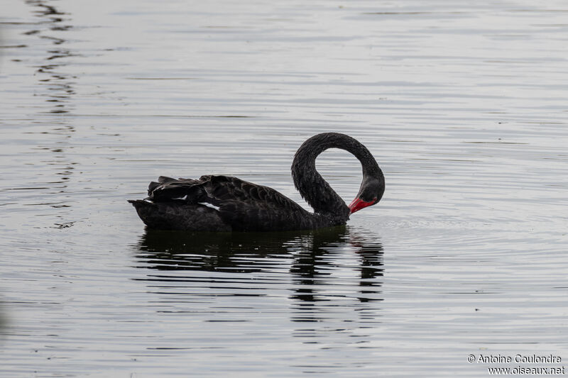 Cygne noiradulte