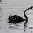 Cygne noir