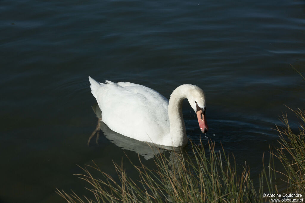 Mute Swanadult