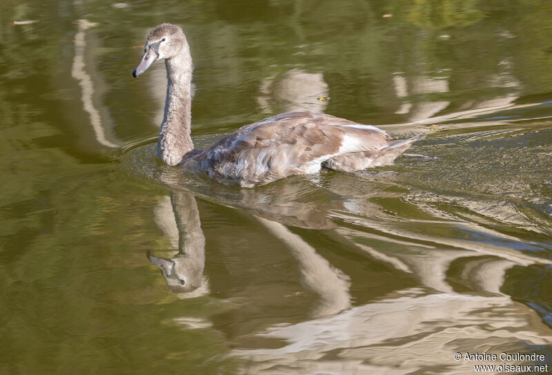 Cygne tuberculéimmature