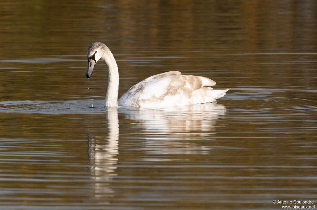 Mute Swansubadult
