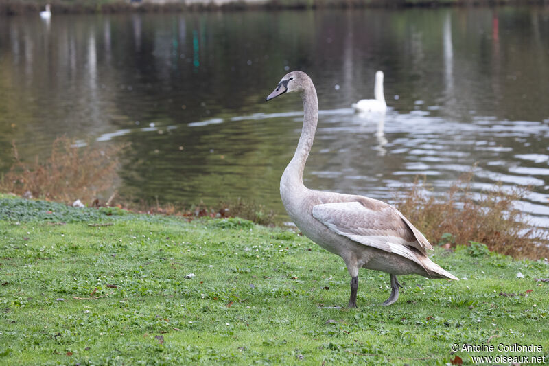 Cygne tuberculésubadulte