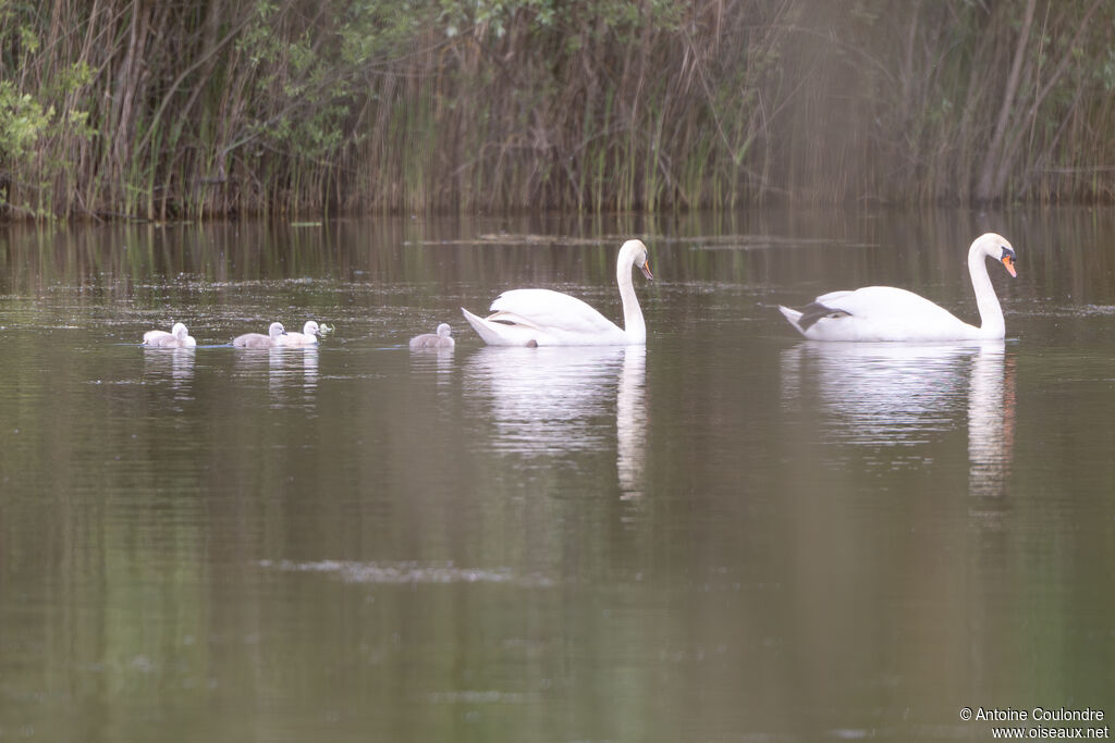 Mute Swan