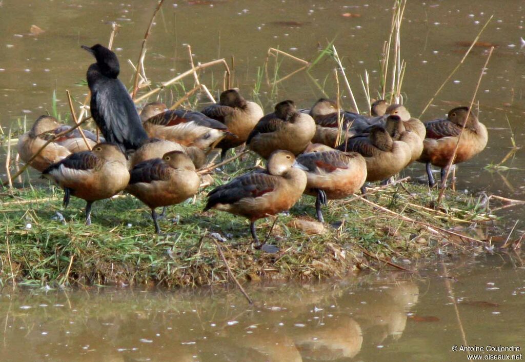 Fulvous Whistling Duckadult