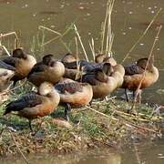 Fulvous Whistling Duck