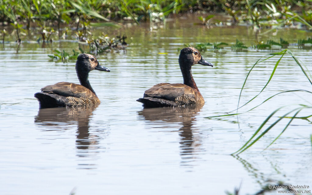 White-faced Whistling Duckadult