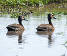 Dendrocygne veuf