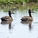 Dendrocygne veuf