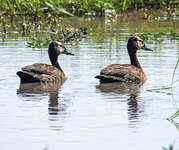 Dendrocygne veuf