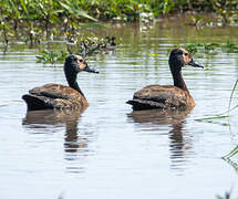 White-faced Whistling Duck