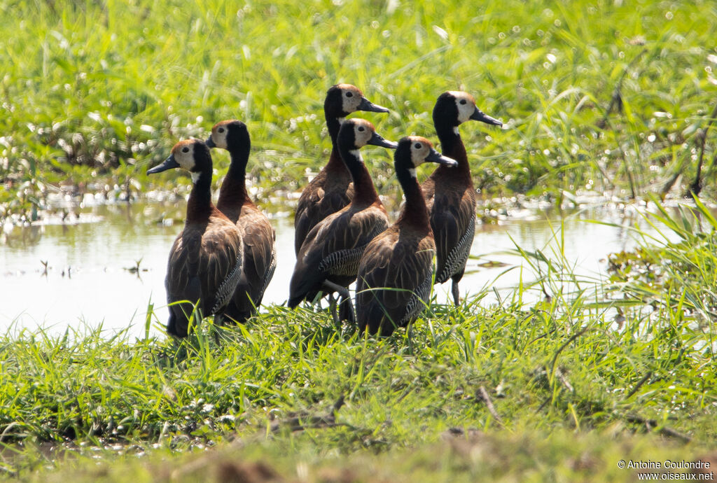 Dendrocygne veufadulte