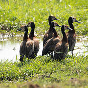 White-faced Whistling Duck