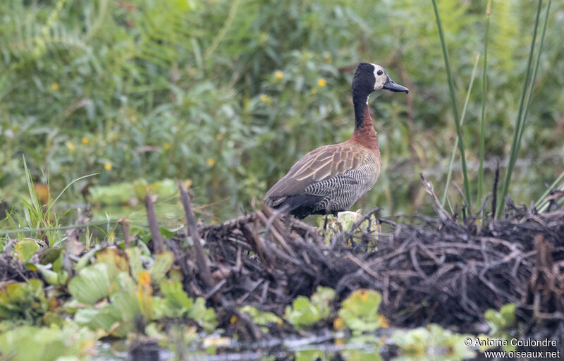 White-faced Whistling Duckadult, Reproduction-nesting