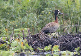 White-faced Whistling Duck