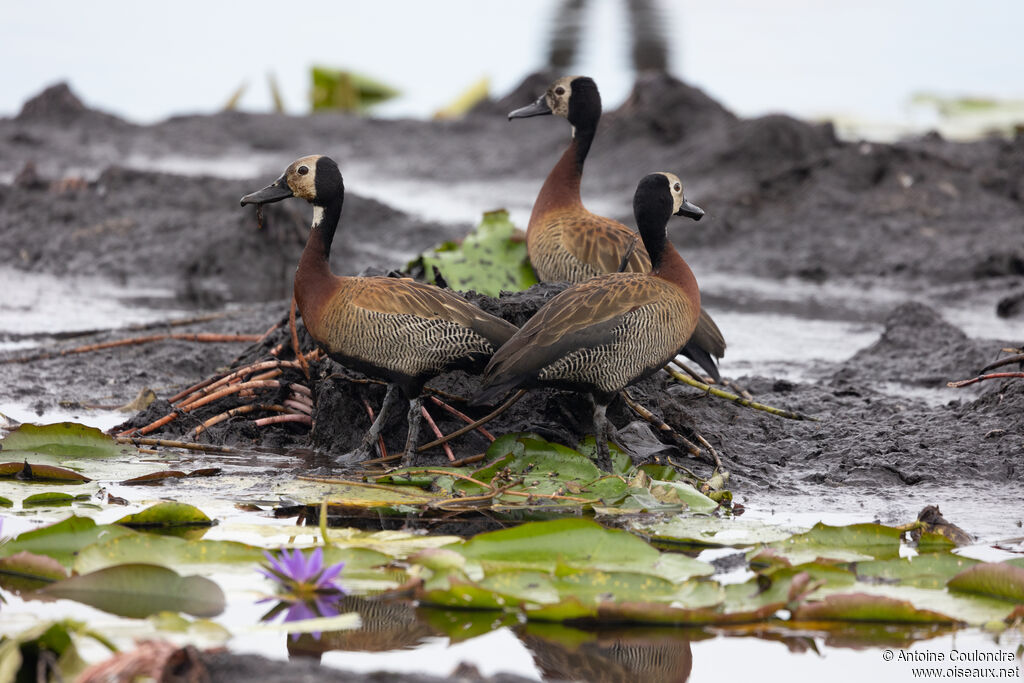 White-faced Whistling Duckadult, Reproduction-nesting