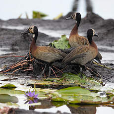 Dendrocygne veuf