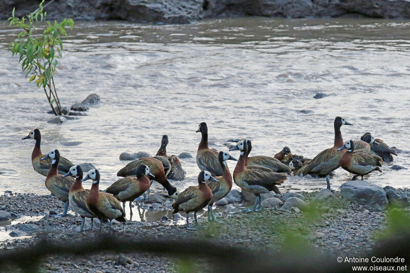 Dendrocygne veuf