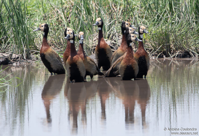 Dendrocygne veufadulte