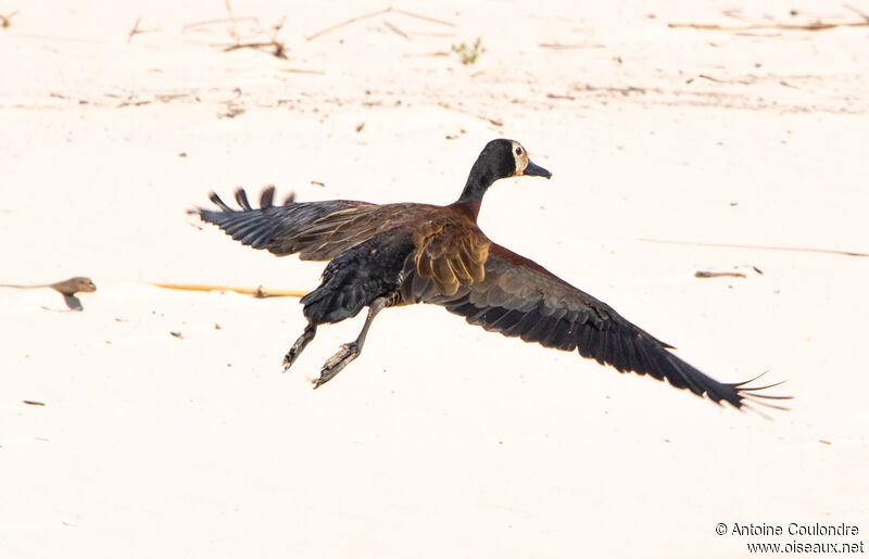 Dendrocygne veufadulte, Vol